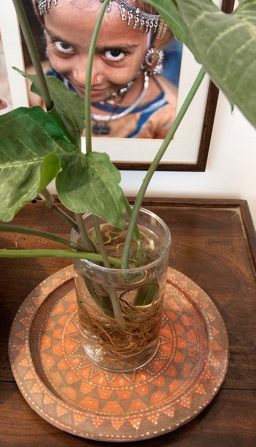 Haveli Hauz Khas Bed and Breakfast Νέο Δελχί Εξωτερικό φωτογραφία